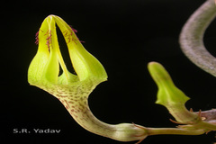 Ceropegia juncea